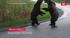 Walka grizzly. Nagranie z Kanady