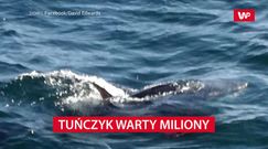 Tuńczyk warty miliony