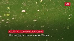 Alarmujące dane naukowców. Glony i bakterie a globalne ocieplenie