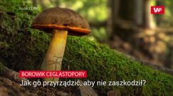 Borowik ceglastopory. Jak go przyrządzić, aby nie zaszkodził?