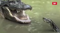 Pyton kontra aligator. Film obejrzało już 110 mln osób