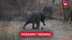 Poranny trening. Zobacz nagranie z Parku Narodowego Krugera