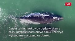 Co roku ocean wyrzuca ich setki. Naukowcy wreszcie mają szansę na przełom