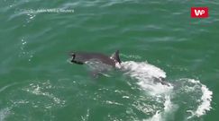 Ptak uciekł rekinowi. Zaskakująca nagranie świadka