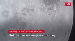Poza Ziemią wyrosła pierwsza roślina. Zobacz ją z bliska
