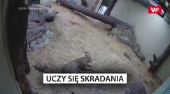 Małe lwiątko uczy się skradania