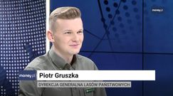 Po choinki "prosto z lasu" ustawiają się kolejki. Drzewko od leśnika jest znacząco tańsze