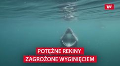 Potężne rekiny zagrożone wyginięciem