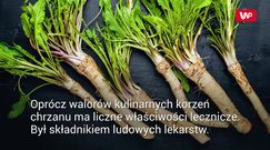 Chrzan w korzeniu - lecznicze właściwości