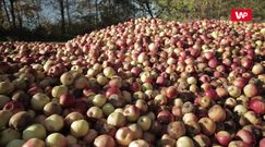 Tony jabłek gniją w błocie. Sadownicy są zrozpaczeni