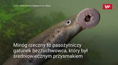Ryba-wampir znaleziona w szambie. Można ją spotkać również w Polsce