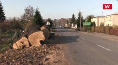 Wycięto kilkusetletnie dęby, by przebudować drogę. Mieszkańcy: to barbarzyństwo!