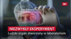 Wyhodowali organ na szalce Petriego. Wielki sukces