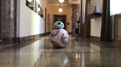 Robot BB-8 z "Gwiezdnych wojen". Zrobiła go polska studentka