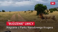 "Budzenie" lwicy. Nagranie z Parku Narodowego Krugera