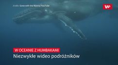 W oceanie z humbakami. Niezwykłe wideo