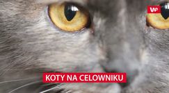 Koty i szczury na celowniku badaczy