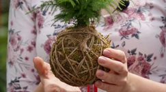 Kokedama. Kawałek japońskiego ogrodu w domu