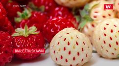 Białe truskawki. Właściwości oryginalnej odmiany