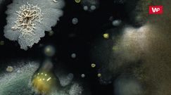 Zabójczy grzyb rozprzestrzenia się po świecie. Naukowcy alarmują