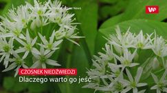 Czosnek niedźwiedzi. Dlaczego warto go jeść?