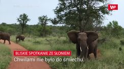 Szarża słonia. Nagranie turysty