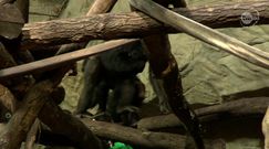 W warszawskim zoo urodził się szympans