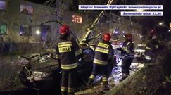 Powalone drzewa w Szczecinie