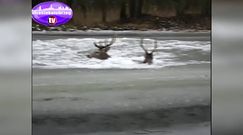 Myśliwi uratowali dwa jelenie, pod którymi załamał się lód