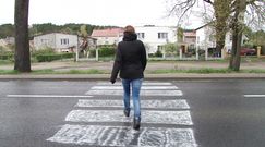 'Dzika zebra' pod Gorzowem