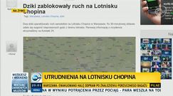 Dziki sparaliżowały ruch samolotów na lotnisku w Warszawie