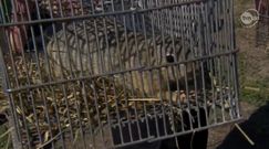 Dolnośląskie: 40 susłów z zoo na wolności