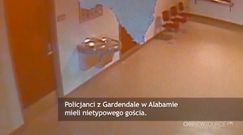 Szop wpadł na posterunek policji