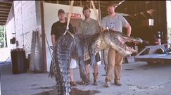 USA: Upolowali gigantycznego aligatora