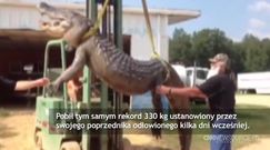 Aligator rekordowych rozmiarów