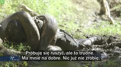 Człowiek wchodzi do wnętrza anakondy