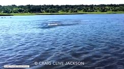 Bliskie spotkanie z hipopotamem