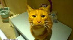 Wspólny śpiew z kotem