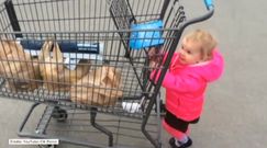 2-latka za duża na siedzenie w wózku