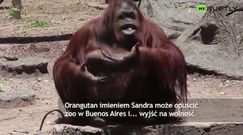 Precedens w Argentynie. Orangutan może opuścić zoo