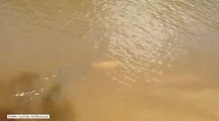 Popis polowania w wykonaniu płaszczki