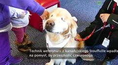 Wzruszająca historia niewidomego psa