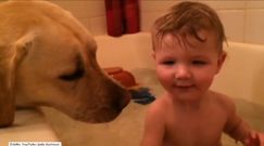 Troskliwy labrador pomaga w kąpieli niemowlaka