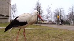 Bocian je z ręki i przechadza się po mieście