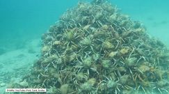 Unikatowe podwodne nagranie 