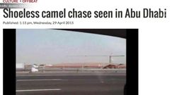 Pogoń za wielbłądem wzdłuż autostrady