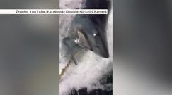 Schwytali 300-kilogramowego rekina