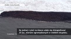 35 tysięcy morsów stłoczonych na plaży