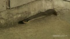 Jad zwierząt lekiem na raka