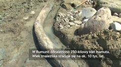 Kieł mamuta znaleziony na brzegu rzeki w Rumunii